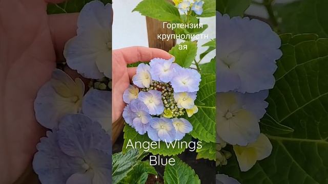 Гортензия крупнолистная  Angel Wings Blue