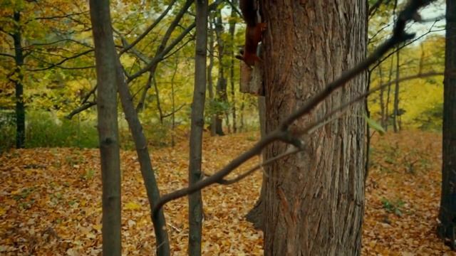 Осень в лесу. Красивая природа под музыку/Autumn Forest/Relaxing Nature Video
