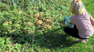Как вырастить на огороде настоящие белые грибы?