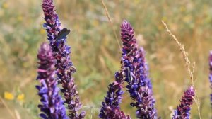 РЛП «Донецкий кряж»