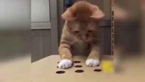 Приколы с котами - чужой хвост