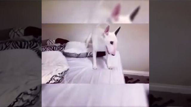 Crazy bullterrier. Чёрная кошка - белый буль. Бультерьер Люси.