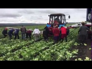Уборка салата Айсберг транспортером НОУТ-6