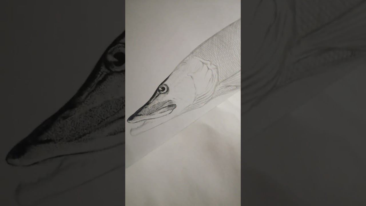 drawing pike illustration #art #fish #illustration