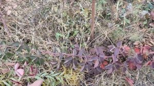 Размножение ежевики самым простым способом.Выращивание саженцев ежевики