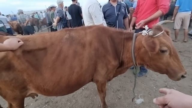 20-АВГУСТ 2023/ХОЖЕЛИ МАЛ БАЗАРЫ/СКОТНЫЙ РЫНОК/BUQALAR/BIG BULLS IN THE WORLD/BIG COW/РЕКОРД БЫК