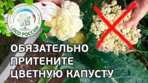 Притените соцветия цветной капусты. Как получить красивые соцветия цветной капусты.