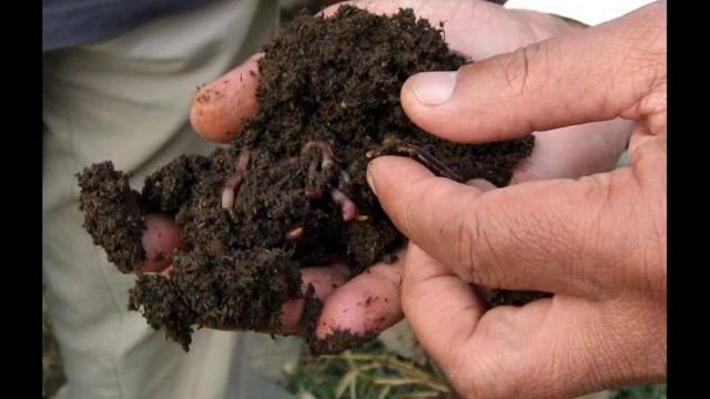 Самое лучшее удобрение на земле! Биогумус! смотреть онлайн