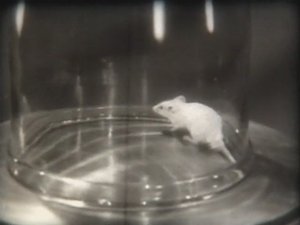 Химия. Подгруппа углерода. Окись углерода