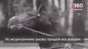 Знаменитый рысак Квадрат рубрике #ТопчикиОдинцово на канале 360 Одинцово