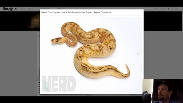 Pastel Ball Python Morph Combos | Jack's Reptiles