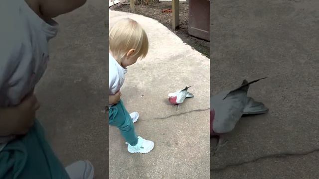 Обзор контактного зоопарка Houston Interactive Aquarium & Animal Preserve в городе Хьюстон смотреть онлайн