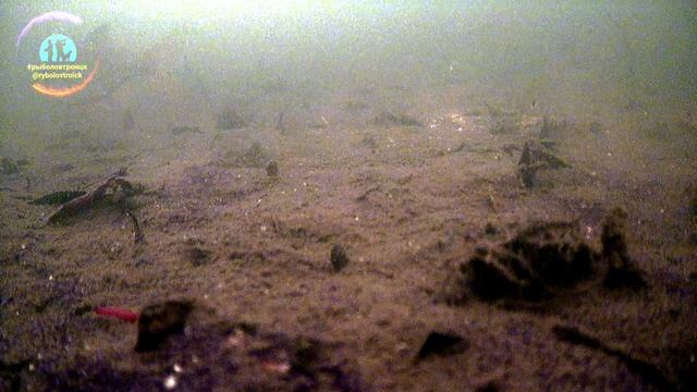 Рыбалка с подводной камерой Focus Fish