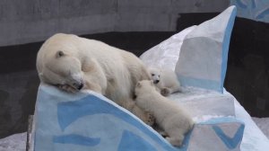 Медвежата проснулись и будят маму Герду. 16.04.2023