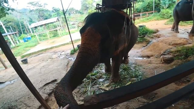 Экстремальный день! Я снова на машине. Лучшая шаурма на острове смотреть онлайн
