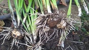 Выкапываю Каллы Канны Гиппеаструмы.