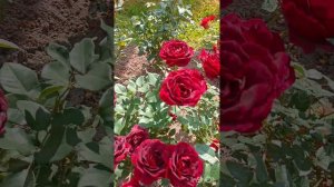 Розы Остина, Голдельзе, Шоне Коблецерин, Ностальжи, Керио, Кларенс. ЛО 31.07.2023.
