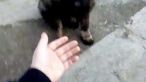 Щенок 4 месяца кавказской овчарки