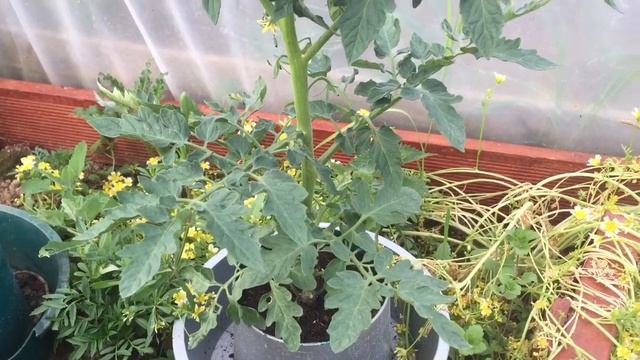 Growing Tigerella Tomatoes смотреть онлайн