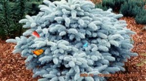 Ель колючая Глаука Глобоза (glauca globosa) ? обзор: как сажать, саженцы ели Глаука Глобоза