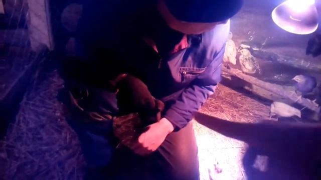 Заболевания цыплят/чем лечить?/сколько стоят яйца??? смотреть онлайн