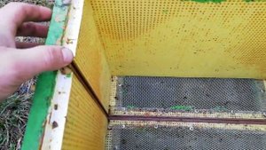 Шести рамочник что нужно делать для того, чтобы пчелы не грызли Эппс