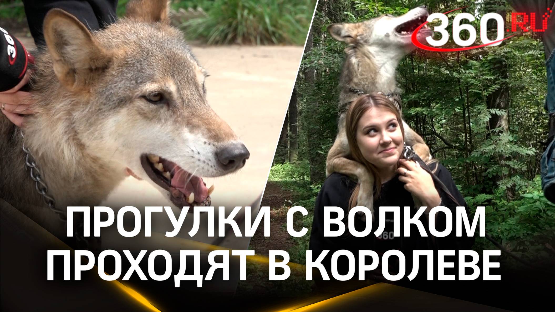 Ближе к природе: прогулки с волком проходят в Королеве