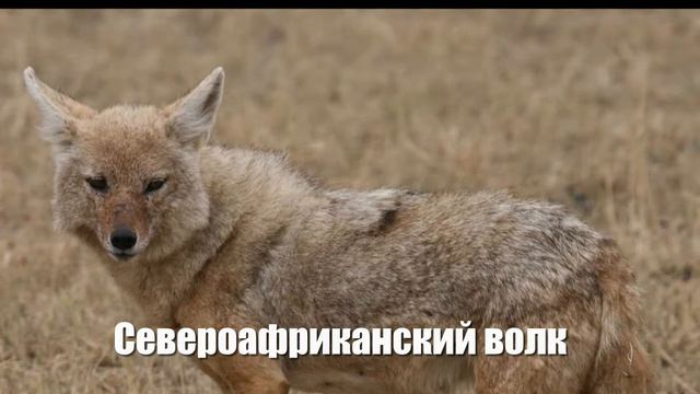 Волки - это братья наши старшие! смотреть онлайн