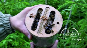 Бутылочное пчеловодство в твоей трубе  - настоящий  ЮТУБ