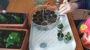 БАРВИНОК (катарантус). ПРИЩИПКА, ЧЕРЕНКОВАНИЕ.