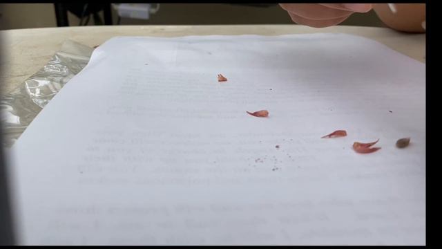 My first ever successful echeveria hand pollinated seeds!! смотреть онлайн