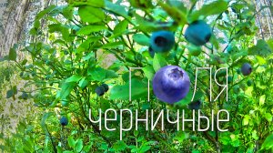 Наш Черничный лес / Ураа Дом поднялся / Что нашли на чердаке и КАК ЭТО УСТРОЕНО!??