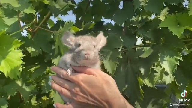 Шиншилла