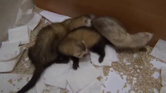 Хорьки смотреть онлайн