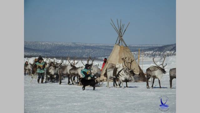 Оленеводство