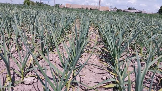 Подкормка чеснока во второй половине вегетации. Рост головки. КАЛИЙНЫЕ УДОБРЕНИЯ смотреть онлайн