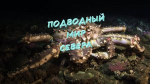 Огромный краб в Баренцевом море.avi