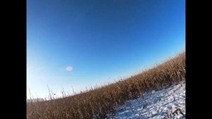 опасные охоты в кукурузе на кабана с лайками #hunting #boarhunting