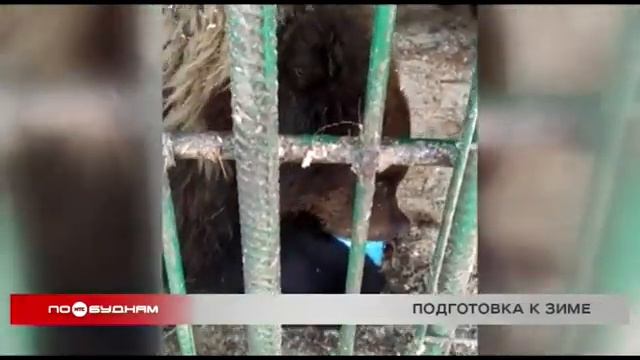 Берлоги для медведей обустраивают в питомнике "К-9" смотреть онлайн