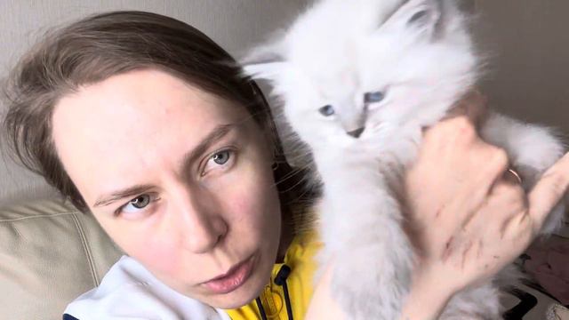 Алессио Тишинский Кот Актирование