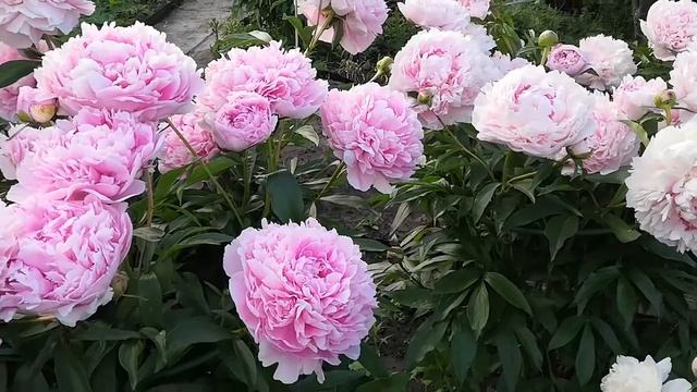 Пионы.Сладкая парочка Сара Бернар и Альберт Крусс.Жаль, у пионов нет повторноцветущих сортов.2020. смотреть онлайн