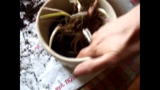 Ландыши в горшке. Посадка. смотреть онлайн