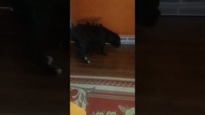 Инсульт у собаки