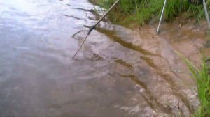 Припять. Наровля. Сазан на фидер...