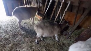 Прививки козам и козлятам...
