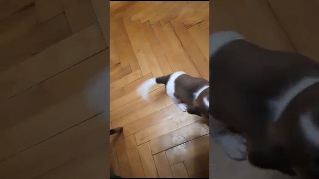 девочка ДРТв семью. Активная, ласковая. Др 09.09. кушает, к пеленке приучена. Док-ты РКФ 8920197657 смотреть онлайн