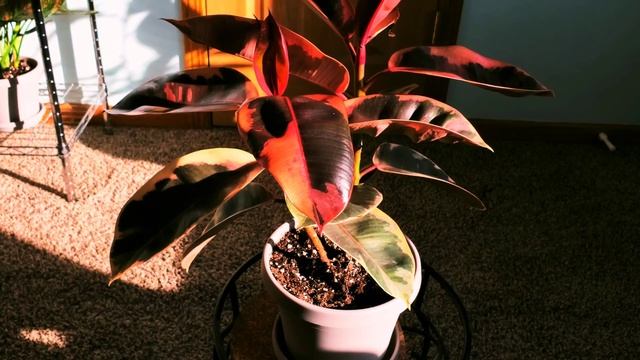 Ficus Elastica Belize Part 001 | Plant Vlog 053