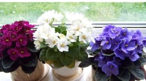 Занятие для дошкольников "Комнатные растения"