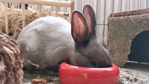 Декоративные кролики|Породы декоративных кроликов|Домашний Кролик|Decorative rabbits|Home Rabbit