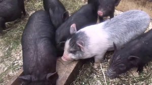 Дегельминтизация  Вьетнамских Вислобрюхих Травоядных Поросят.